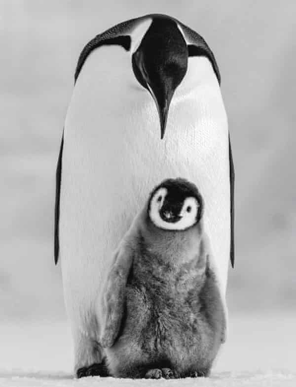 an emperor penguin chick with one of its parents