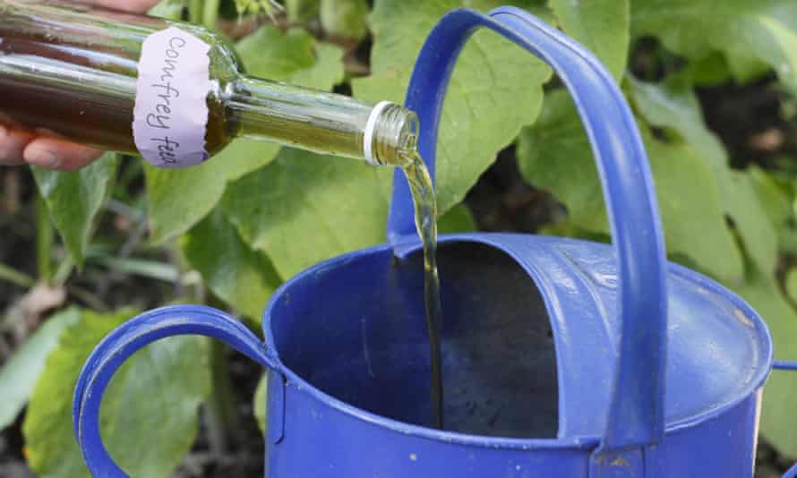 Pouring comfrey feed into watering can