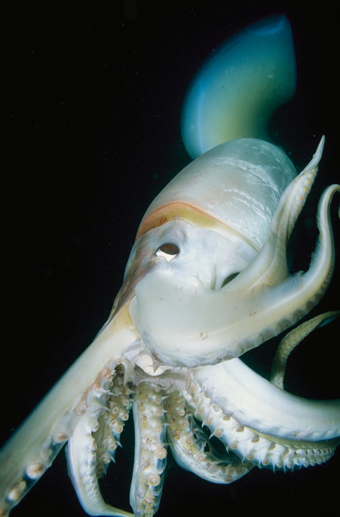 Squids and octopuses thrive as 'weeds of the sea' warm to hotter oceans | Marine life | The Guardian Squids and octopuses thrive as 'weeds of the sea' warm to hotter oceans | Marine life | The Guardian