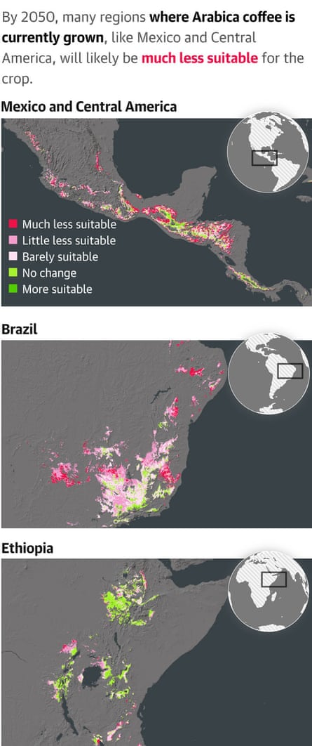 Three maps show Mexico and Central America, Brazil and Ethiopia. The caption reads: By 2050, many regions where arabica coffee is currently grown, like Mexico and Central America, will likely be much less suitable for the crop. A color key shows the varying suitability of each region.