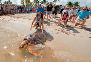 Marathon, US“Mr. T,” an almost 200-pound loggerhead sea turtle, crawls into the Atlantic Ocean at Sombrero Beach in Florida. Subsequently released at a Keys beach, the adult male reptile had been rescued in early February and convalesced at the hospital following surgeries to remove a fishhook. The turtle was fitted with a satellite tag by Mote Marine Laboratory to track migratory patterns of male loggerheads