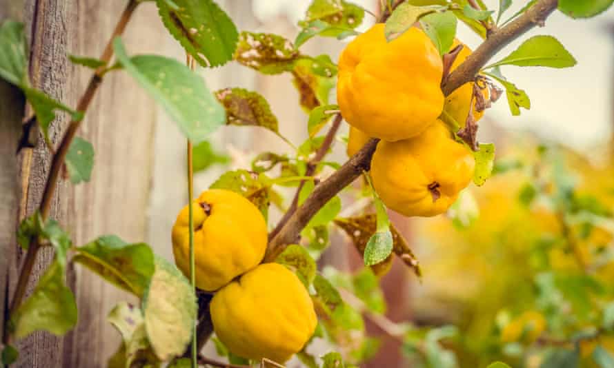 Ripe yellow quince on a shrub in a garden.