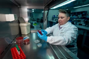 Associate Professor Michelle Power from Macquarie University Department of Biological Science plates out a culture of E.coli taken from facial samples from Antarctic marine life (Wedell seal - Leptonychotes weddellii).