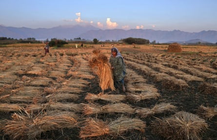 Kashmiri farmers work in a paddy field during the harvest season on the outskirts of Srinagar, the summer capital of Indian Kashmir.