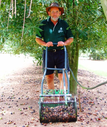 Macadamia grower Ian McConachie harvesting his crop in 2008.