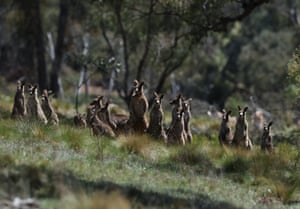 A group of kangaroos standing in a row