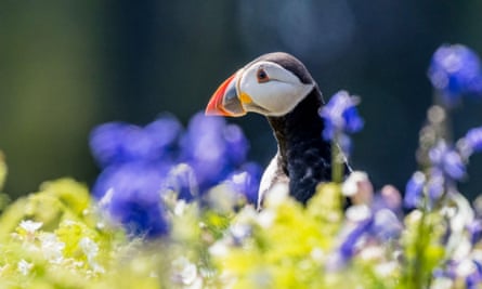 Atlantic puffin on Skomer Island off the coast of Pembrokeshire in mid spring.