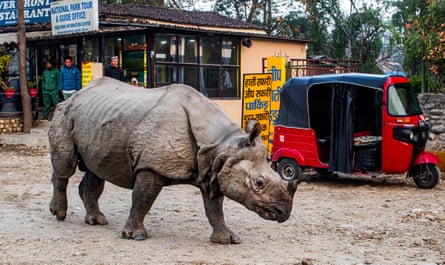 A rhino walks past a tuk tuk next to a shop