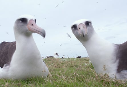 a pair of albatrosses