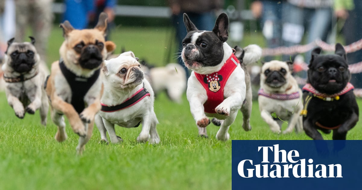 Owners urged to snub fashion as high cost of flat-faced dogs revealed