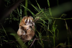 Javan slow loris (Nycticebus javanicus), foraging in the canopy.