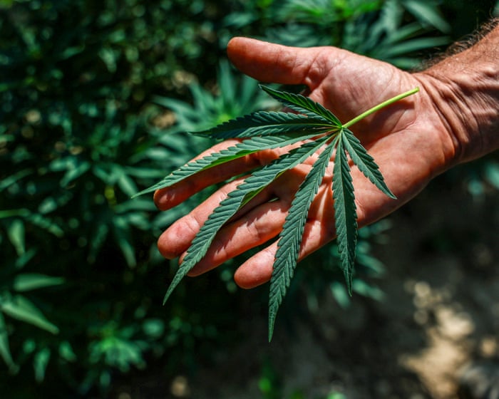 Victorian Liberal members to push for regulated cannabis market at state council