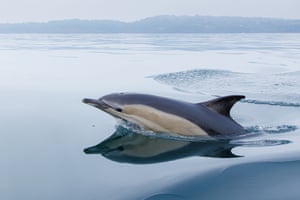 A dolphin breaches the sea off the Devon coast, UK