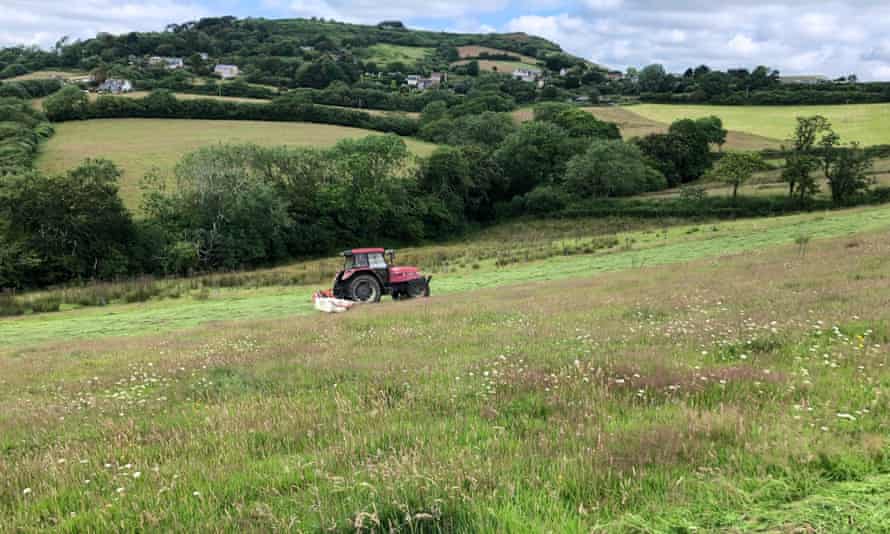 Tom Sneath mowing one of the former dairy fields at Morcombelake. The white flowers are corky-fruited water dropwort (Oenanthe pimpinelloides), a species typically found in old hay meadows.