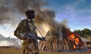 Seized tusks are burned in Nairobi national park, Kenya.