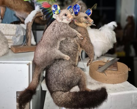 Taxidermied possums