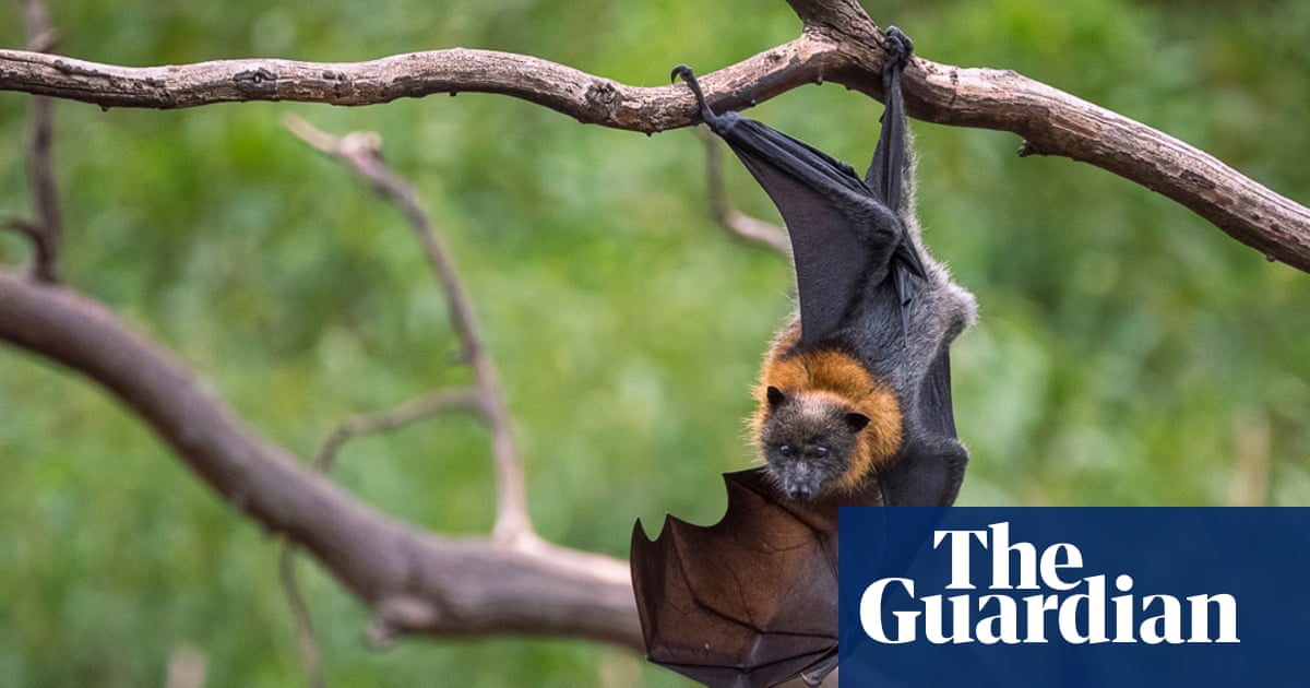 Sprinklers to cool Victoria’s largest permanent flying fox colony over summer