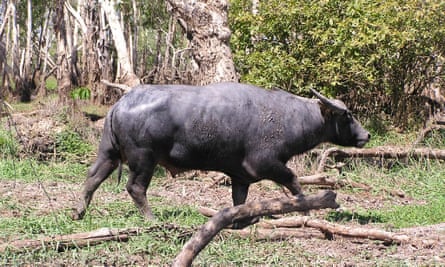 Feral buffalo in the Top End of the Northern Territory.