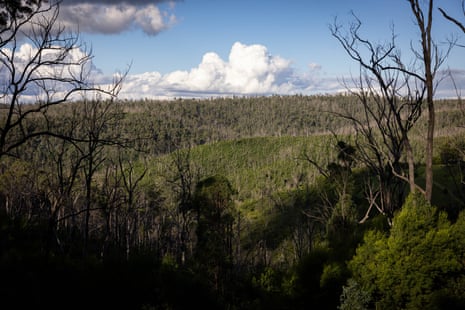 A view of Deongwar state forest, Queensland, Australia