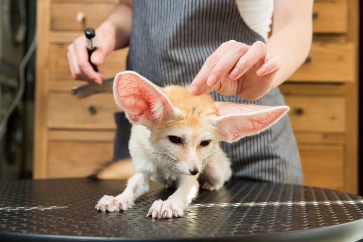 fennec ګیدړه