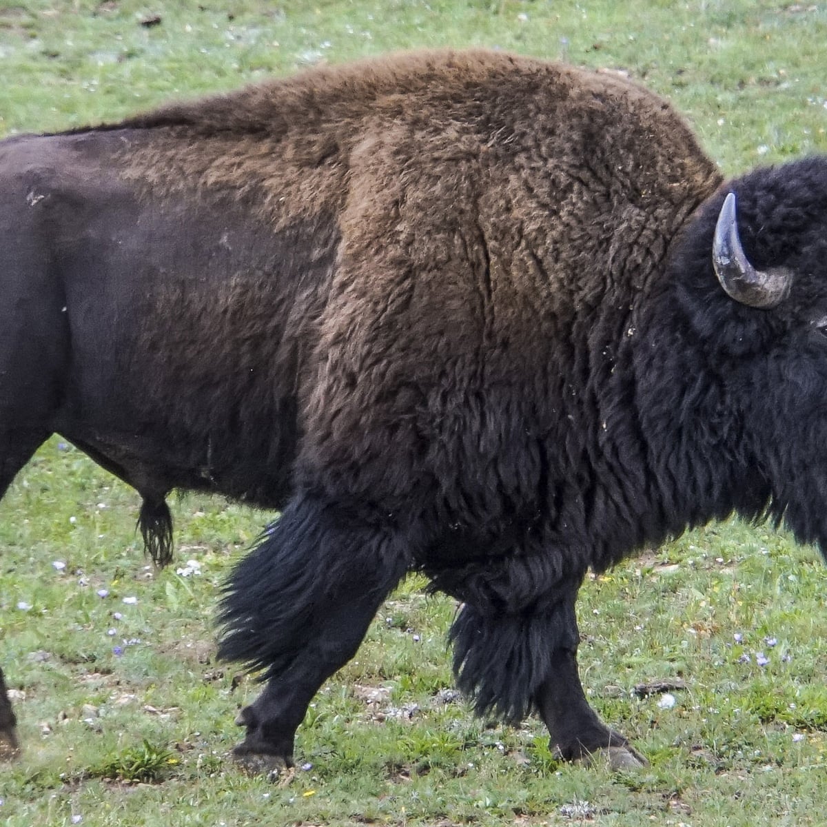 I was too close': Texas woman gored by bison shares video to warn hikers |  Animals | The Guardian
