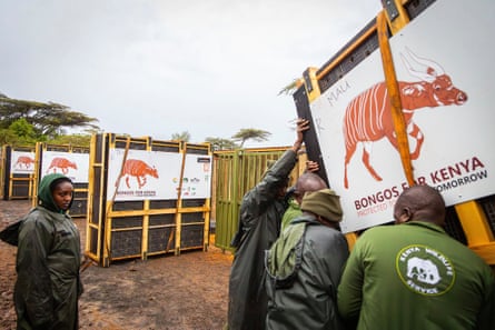Four shipping containers with pictures of bongos on the side are lined up in a field.