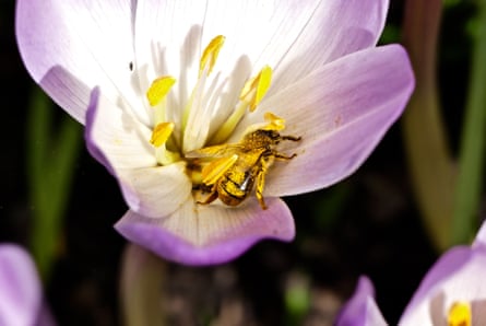 A bee collects pollen from a winter crocus.