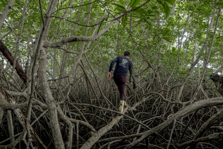 A man walks along a mangrove root