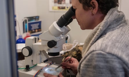 Lockhart examines a bryozoan under the microscope, collected from a submarine dive in Gerlache Strait