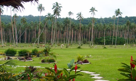 Cattle and coconut groves at Velit Bay Plantation