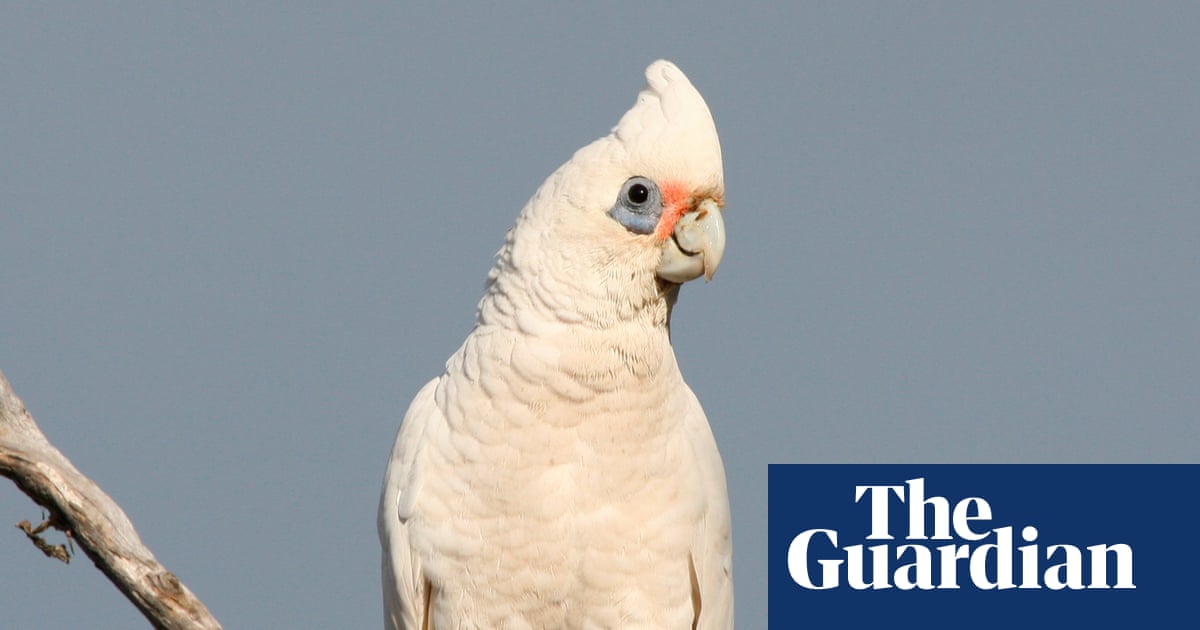 Little Corellas Terrorize Kangaroo Island School with Droppings, Damage Crops