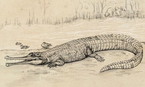Man Prises Crocodile Jaws From His Head While Swimming In Suburban Cairns Crocodiles The Guardian Man Prises Crocodile Jaws From His Head While Swimming In Suburban Cairns Crocodiles The Guardian