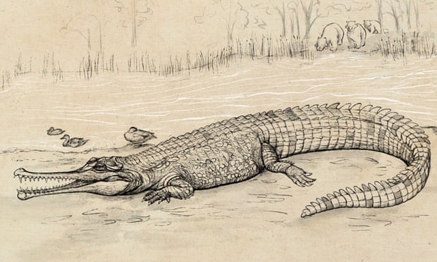 Gunggamarandu maunala, australia,Queensland,A prehistoric species of crocodile,Gunggamarandu maunala,Jorgo Ristevski,harbouchanews