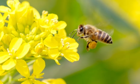 Honey bee pollinating on rapeseed