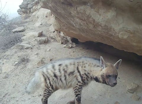 Uma hiena-listrada. A Wildlife Conservation Society está apelando por uma ação internacional urgente para proteger a hiena-listrada, uma espécie que enfrenta ameaças crescentes e um declínio global constante. A espécie está atualmente classificada como quase ameaçada e sua população global é estimada em menos de 10.000 indivíduos. O declínio é impulsionado por diversos fatores críticos, incluindo perda de habitat, conflitos entre humanos e animais selvagens, caça ilegal e comércio ilegal.