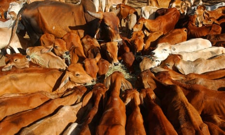 a circle of brown cows feeding on grain