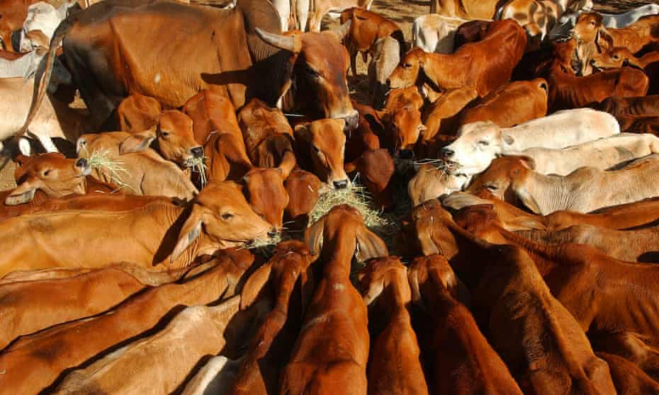 Cows feed at a cattle station in far north Queensland.