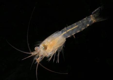 The Heteromysis hornimani shrimp