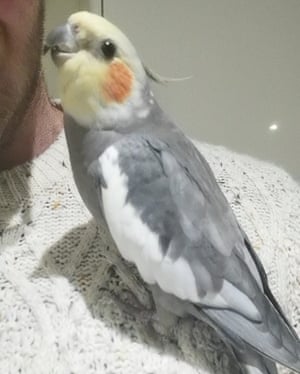 Leon’s cockatiel Disco.