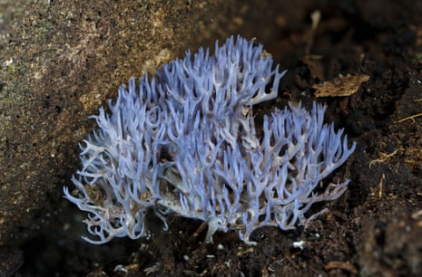 Ramariopsis pulchella – lilac coral fungus that looks like coral peeking out of a rock