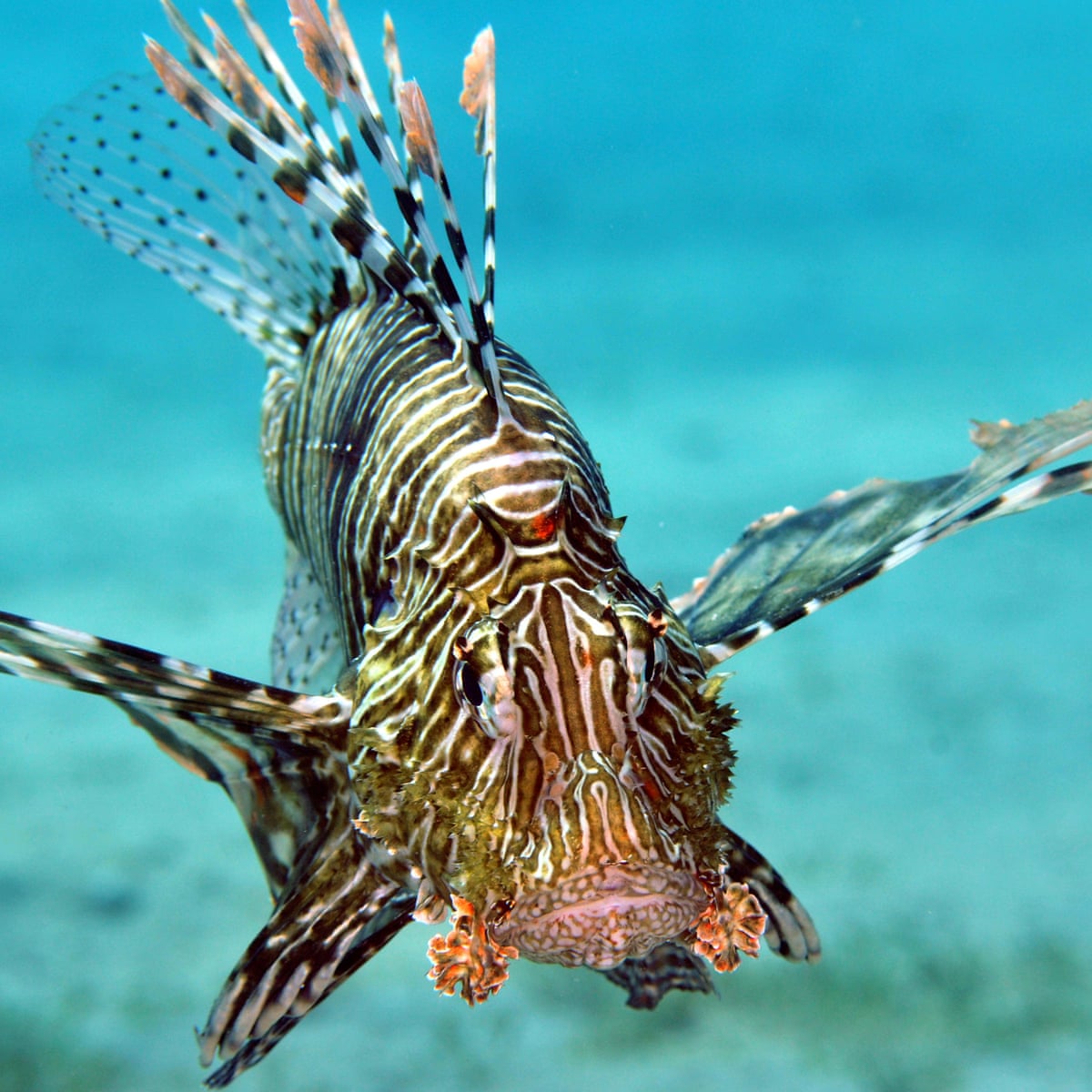 Lion Fish Roa Atlantic Lionfish