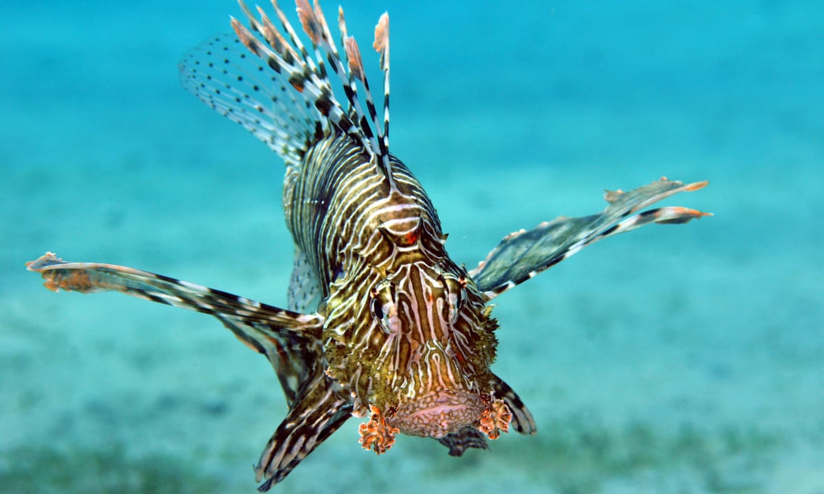 Lion Fish Roa Green Lionfish