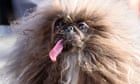 Eight-year-old pekingese Wild Thang wins World’s Ugliest Dog contest