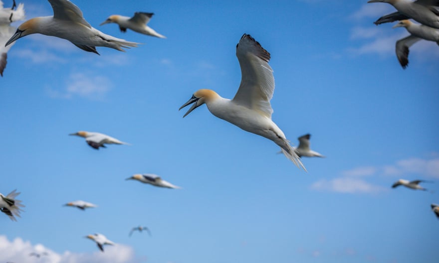 Gannets in flight.