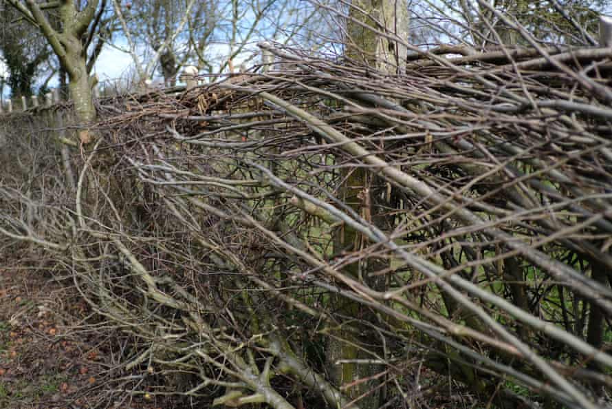 a hedge being laid