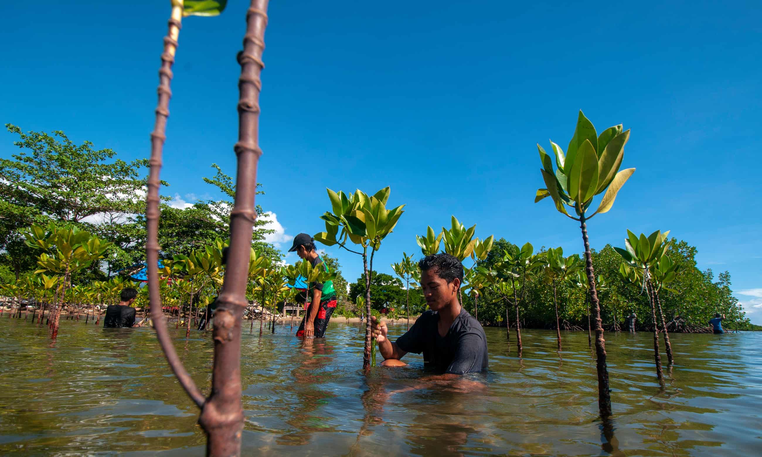 Replanting mangroves Replanting mangroves
