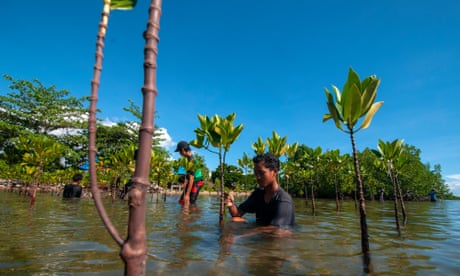 Volunteers plant mangroves in Indonesia.