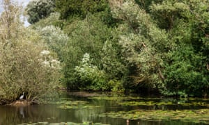 A heron stands at the water's edge, amid a swirl of windy woodland