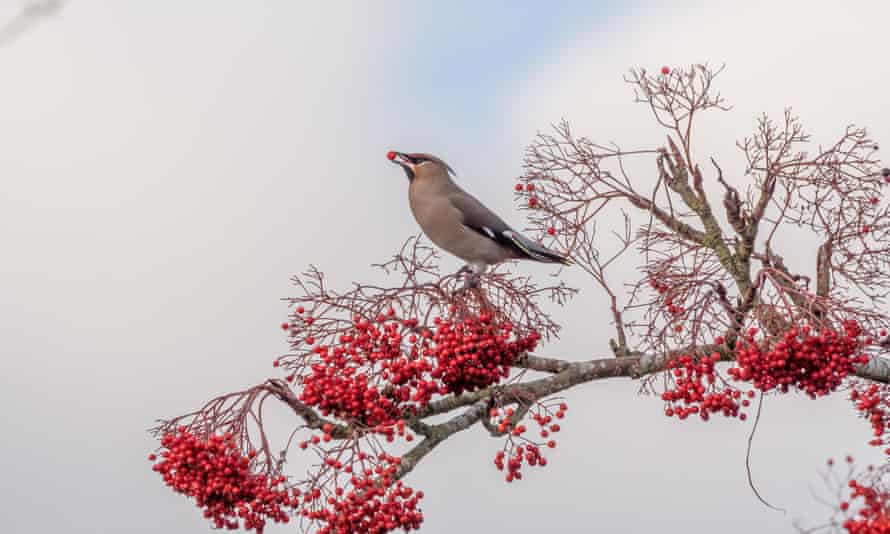 A waxwing spotted in Norfolk.