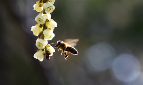 Restrictions on the use of neonicotinoids - which were deemed in 2012 to pose an ‘unacceptable danger’ to bees - will remain in place while the review is carried out.